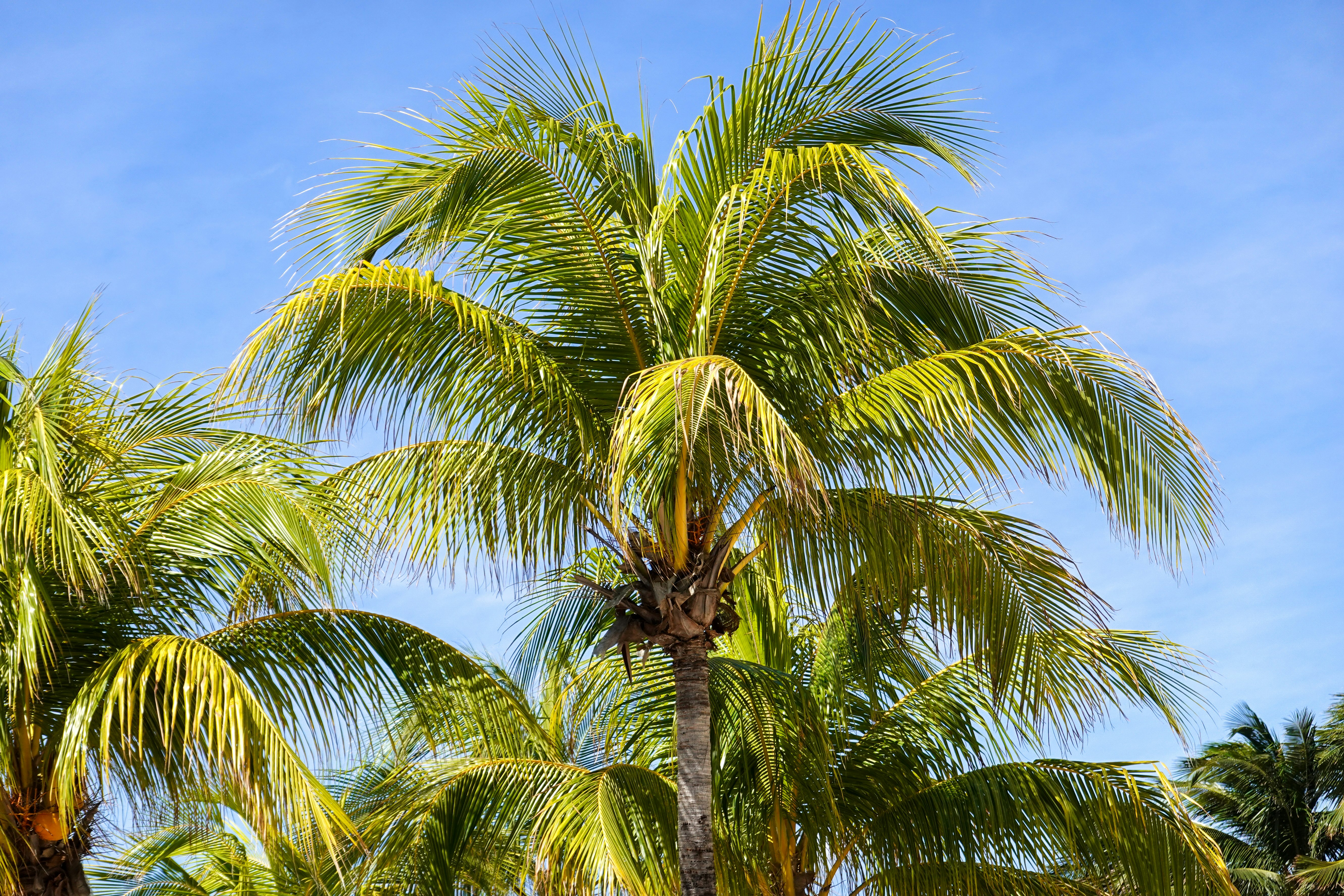 green palm tree under blue sky during daytime